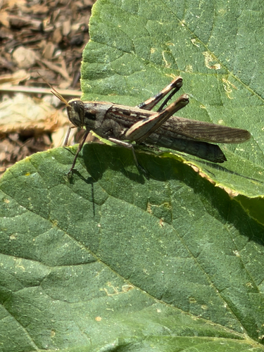 Gray Bird Grasshopper