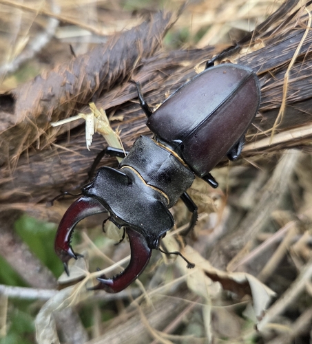 European Stag Beetle