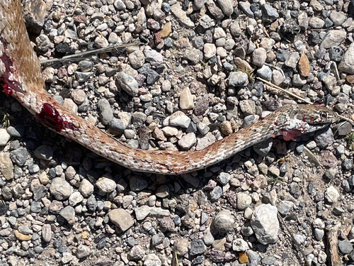 Red Coachwhip