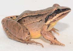 Leptodactylus mystaceus
