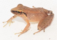 Pristimantis conspicillatus