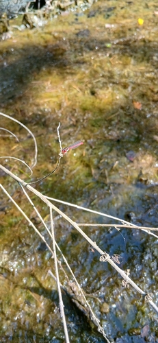 Small Red Damselfly