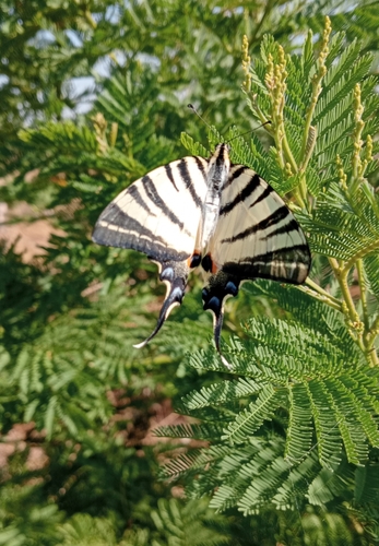 Scarce Swallowtail