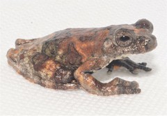 Dendropsophus marmoratus
