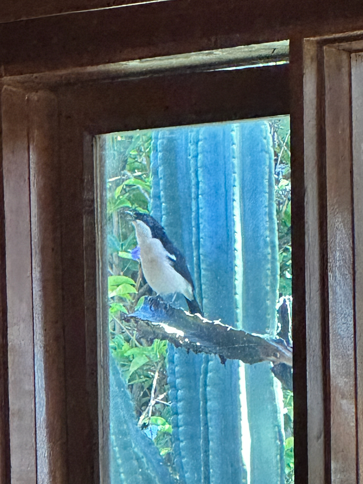 Tropical Boubou (Laniarius major), photo 5