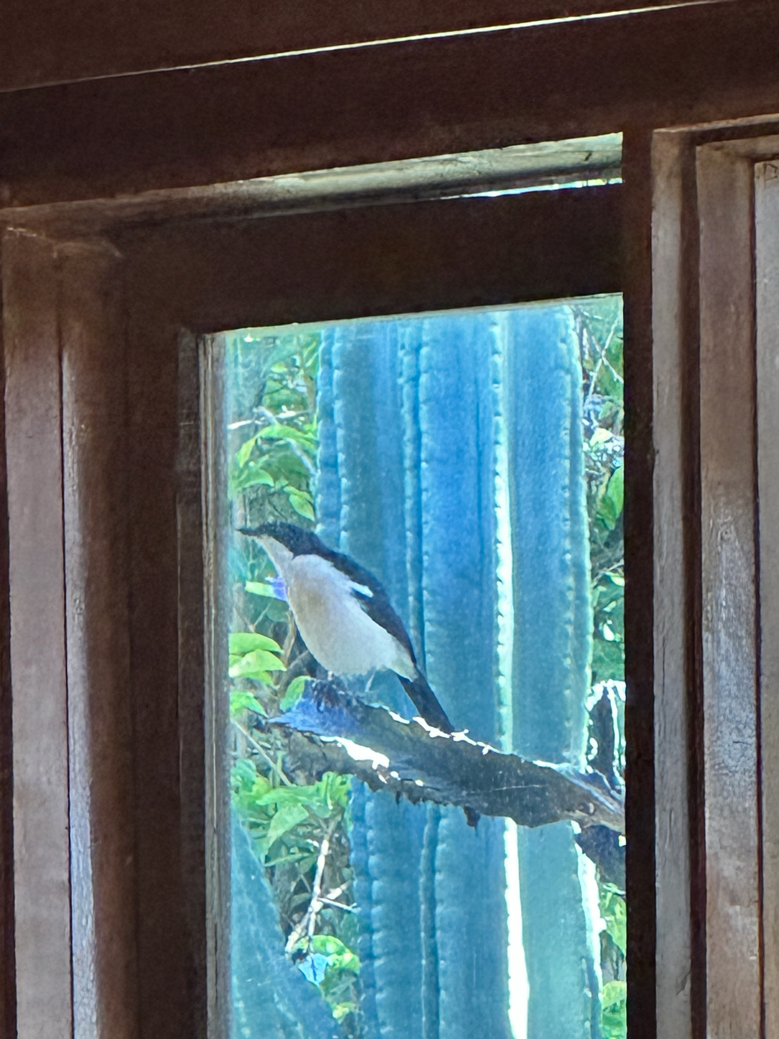 Tropical Boubou (Laniarius major), photo 6