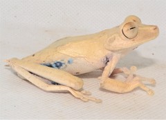 Boana calcarata