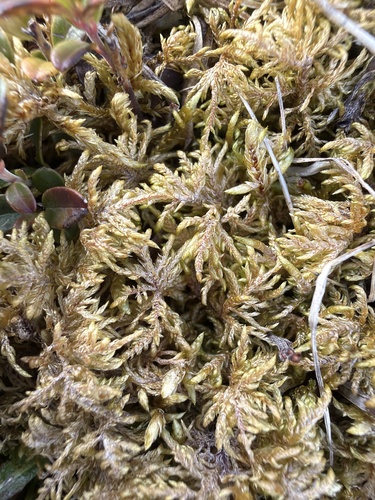 Hylocomiastrum pyrenaicum observed 2026-06-18