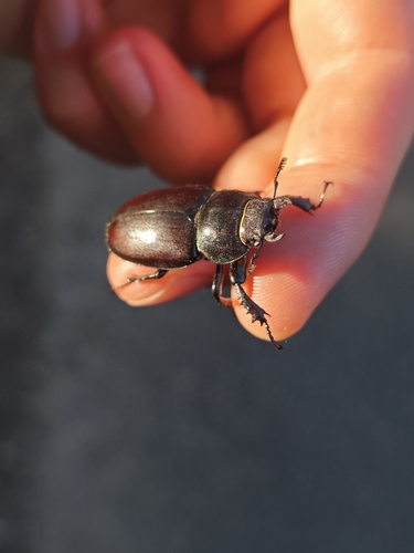 European Stag Beetle