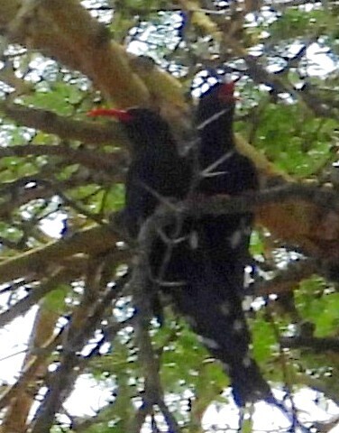 Green Wood Hoopoe (Phoeniculus purpureus), photo 4