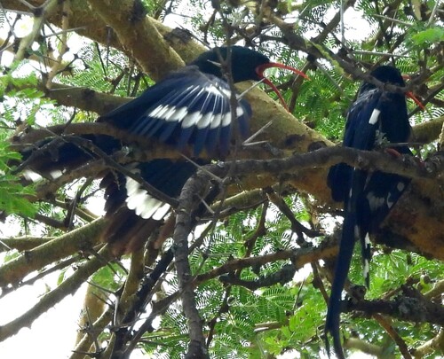 Green Wood Hoopoe (Phoeniculus purpureus), photo 10