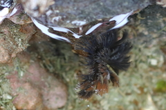 Schizobranchia insignis