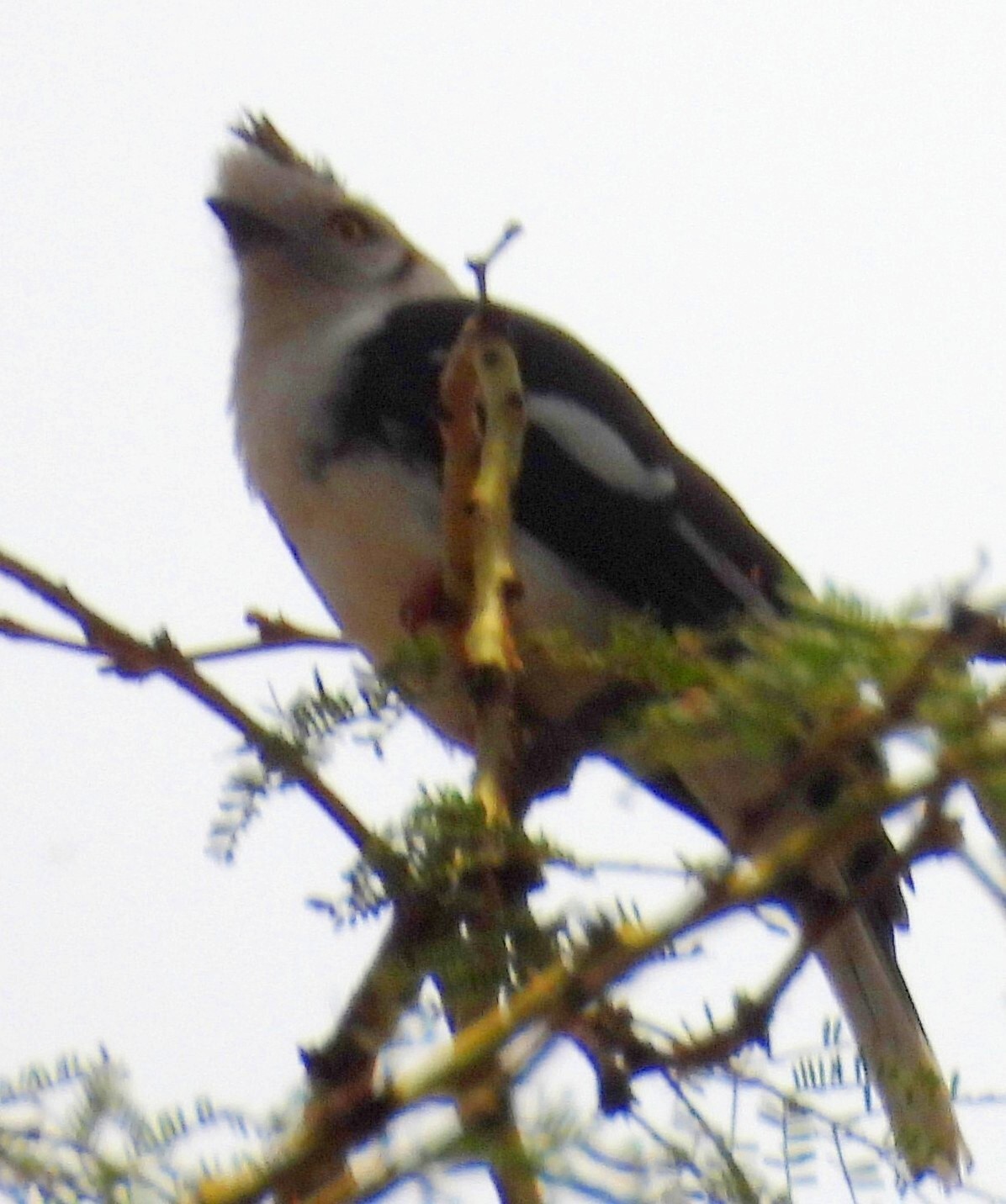 Grey-crested Helmetshrike (Prionops poliolophus), photo 1