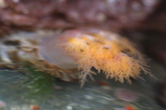 Eupentacta pseudoquinquesemita