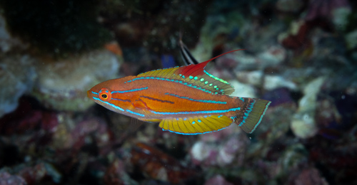 Paracheilinus flavianalis