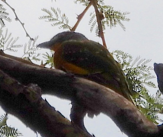 Grey-crested Helmetshrike (Prionops poliolophus), photo 3