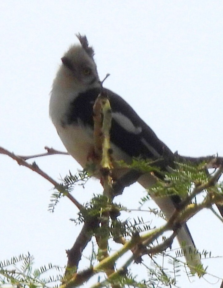Grey-crested Helmetshrike (Prionops poliolophus), photo 2