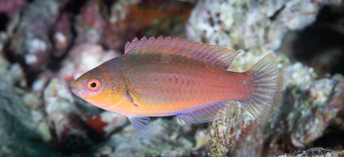Cirrhilabrus cyanopleura