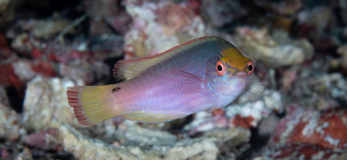 Cirrhilabrus rubrimarginatus observed 2026-06-15