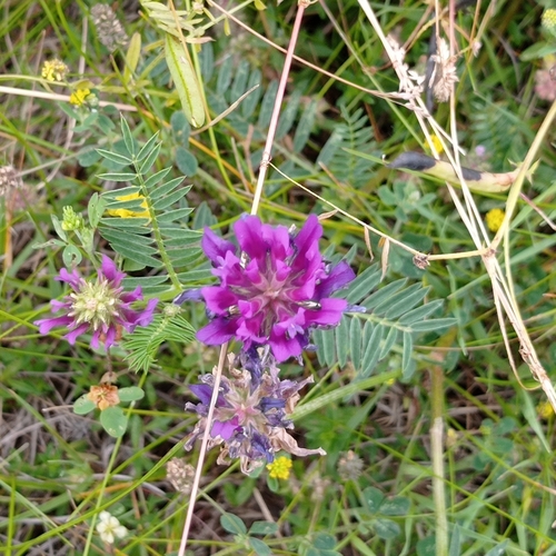 saintfoin milk vetch
