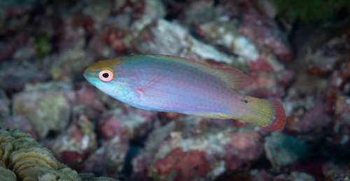 Cirrhilabrus rubrimarginatus observed 2026-06-16
