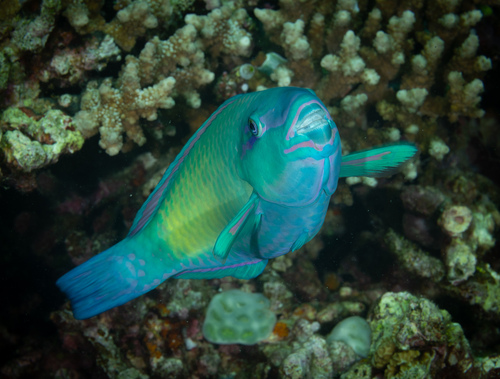 Chlorurus spilurus