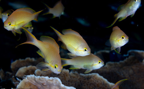 Pseudanthias huchtii
