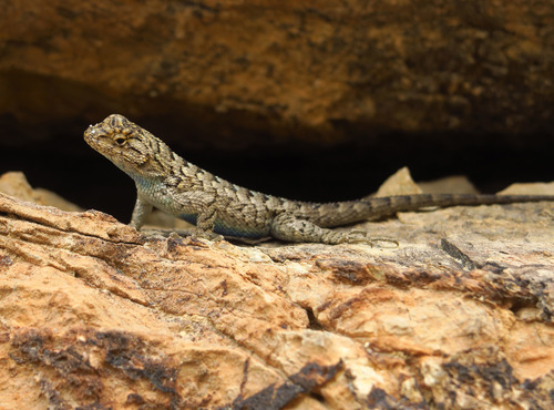 iNaturalist observation photo of Spiny Lizards