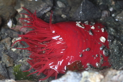 Aulactinia