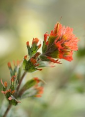 Castilleja hispida