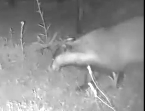 European Badger