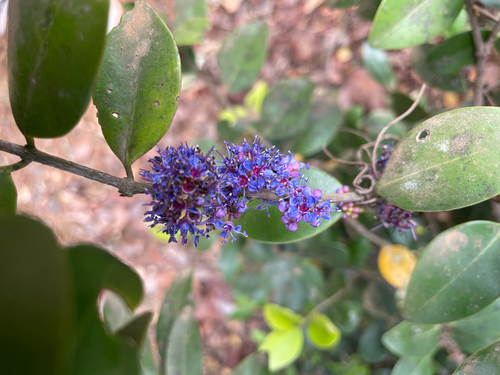 Memecylon umbellatum observed 2026-06-13