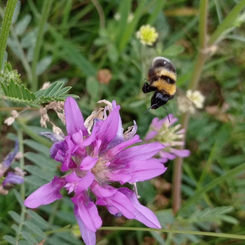 Clay Bumble Bee