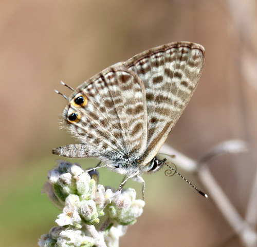 Lang's Short-tailed Blue