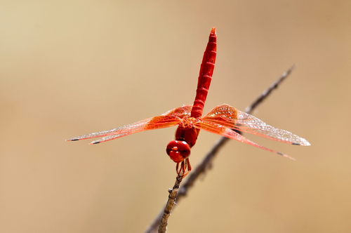 Orange-winged Dropwing