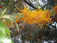 Grevillea robusta
