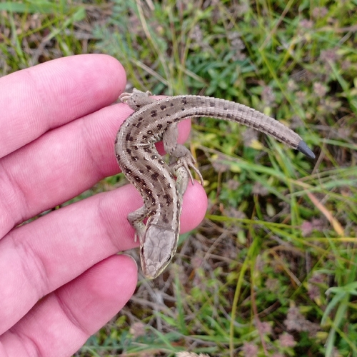 Sand Lizard