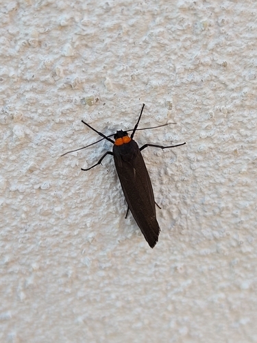 Red-necked Footman