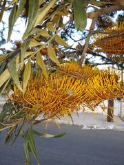 Grevillea robusta