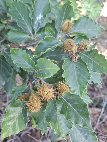 European beech