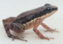 Three-Striped Rocket Frog photo 4