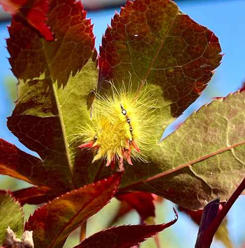 Sycamore Moth