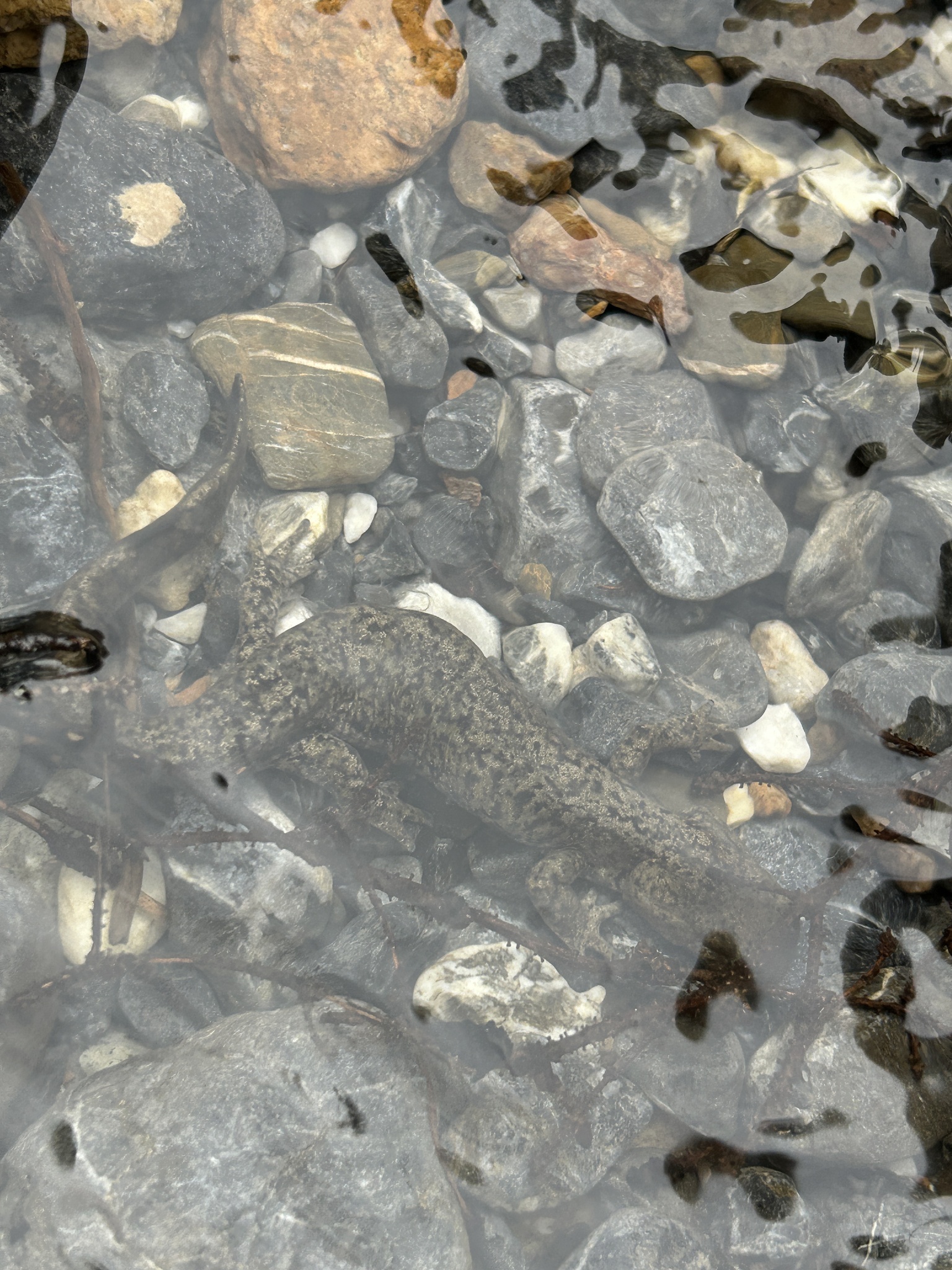 Alpine Stream Salamander photo 4