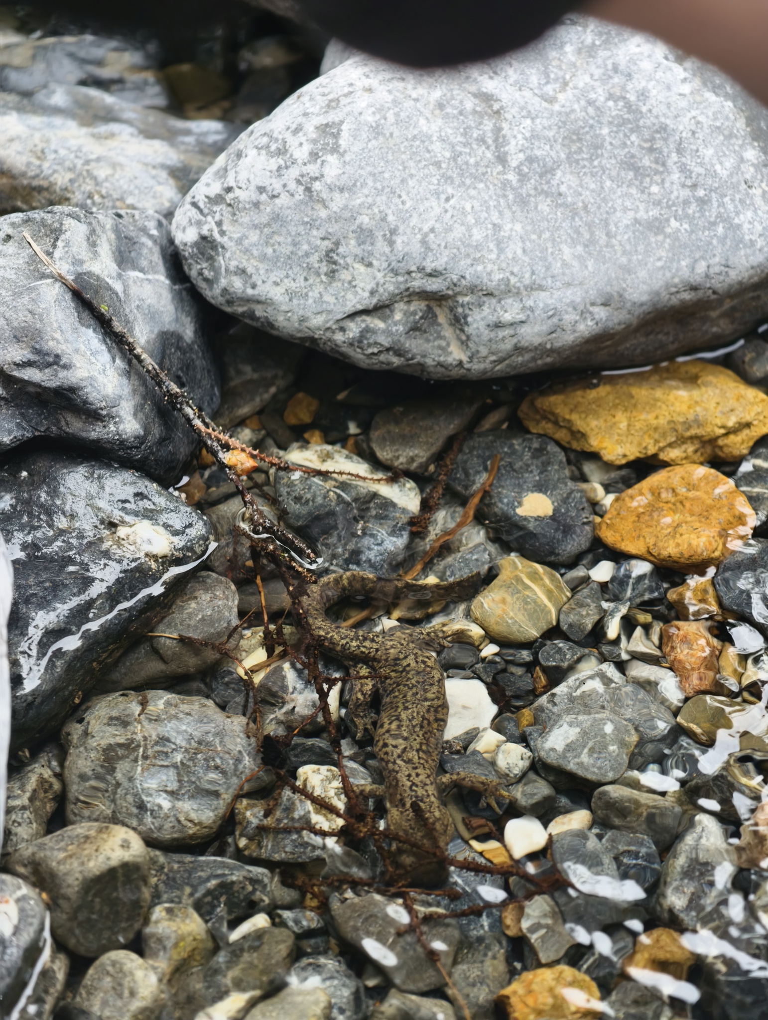 Alpine Stream Salamander photo 3