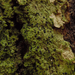 Bacidia schweinitzii - Photo (c) Tomás Curtis, algunos derechos reservados (CC BY-NC), subido por Tomás Curtis