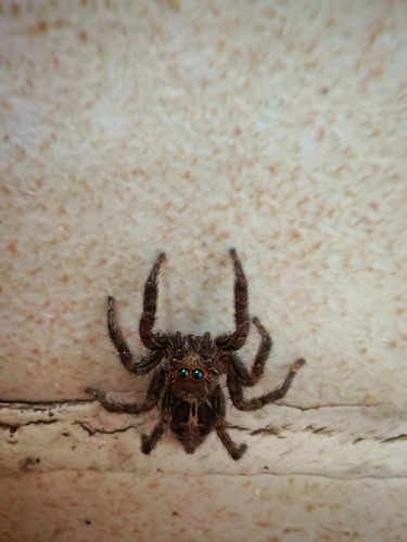 Pantropical Jumping Spider