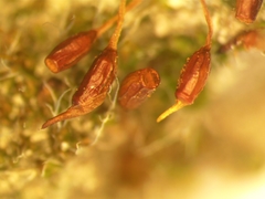 Pterygoneurum ovatum