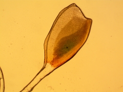 Pterygoneurum ovatum