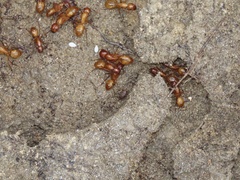 Myrmecophilus pergandei