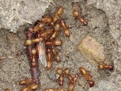 Myrmecophilus pergandei
